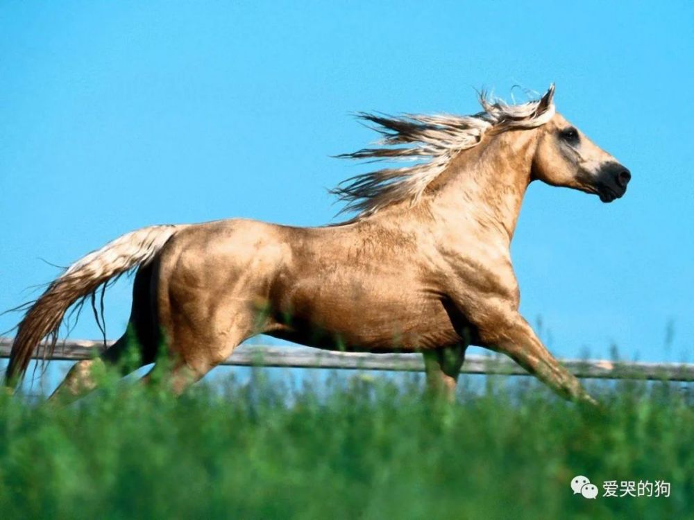 今晚澳門特馬開什么今晚四不像,今晚澳門特馬開什么，探索未知與理性看待四不像