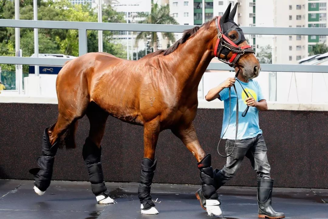 今晚澳門特馬開什么今晚四不像,今晚澳門特馬開什么，探索未知的神秘世界與四不像的魅力