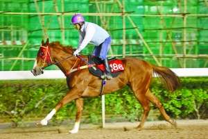 今晚澳門馬出什么特馬,今晚澳門馬會出什么樣的特馬？探索馬會神秘面紗下的秘密