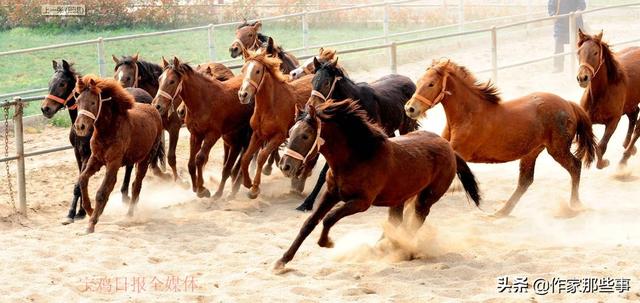 2024今晚澳門開(kāi)特馬四不像,探索澳門特馬，四不像的魅力與期待